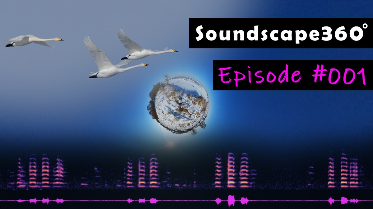 Whooper Swans at the frozen Baltic Sea&nbsp;coast