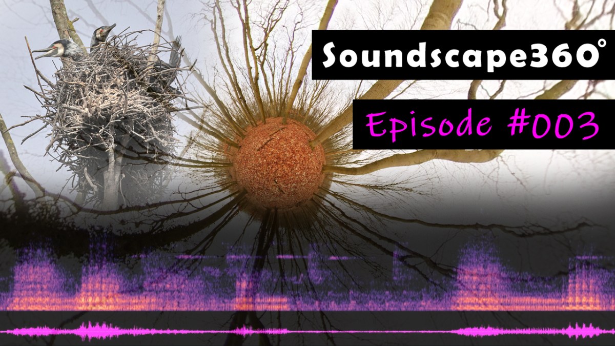 Great Cormorant colony at the Baltic&nbsp;Sea