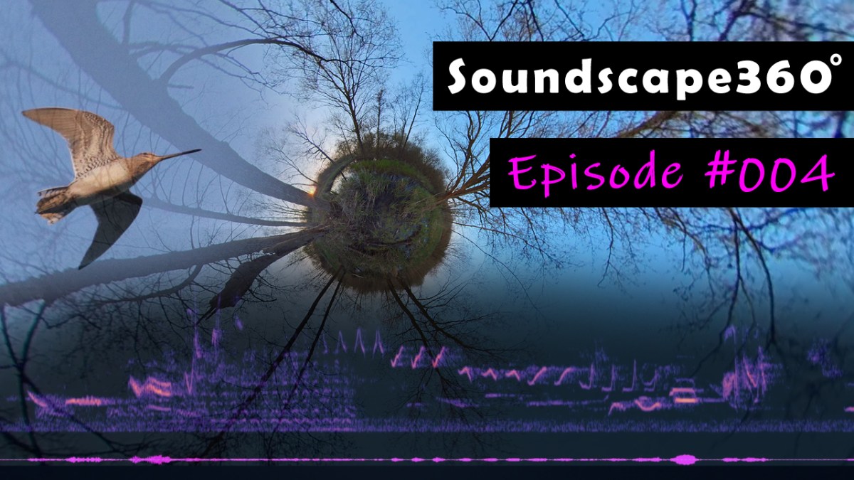 Displaying Common Snipe in swamp forest at the Peene&nbsp;river