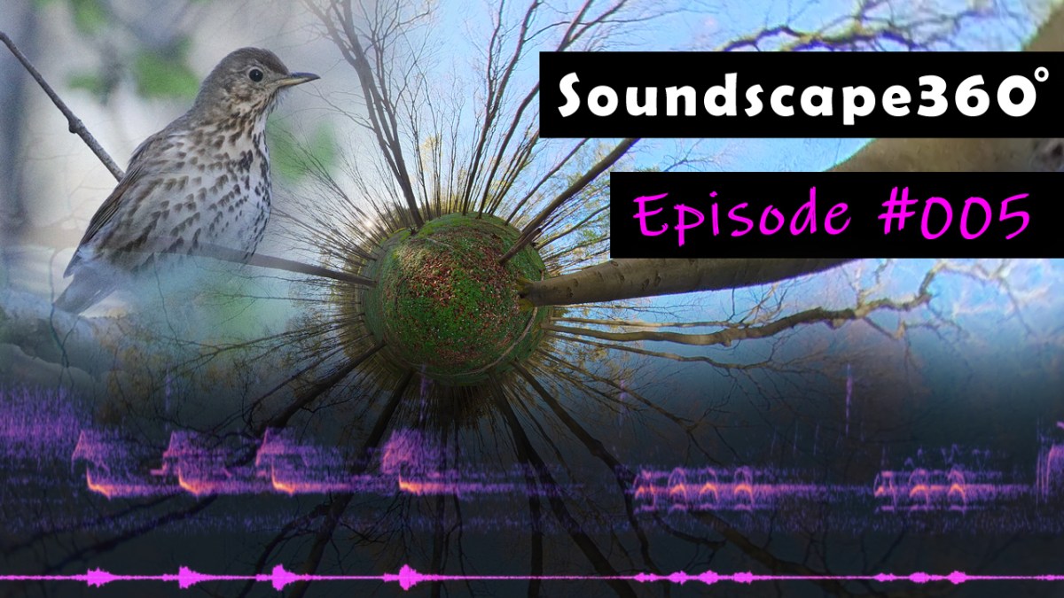 Calming bird songs in an European Beech&nbsp;forest