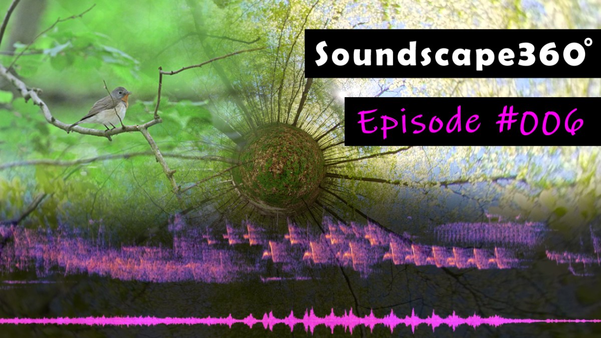 Red-breasted Flycatcher, Firecrest & Wood Warbler singing in&nbsp;Forest