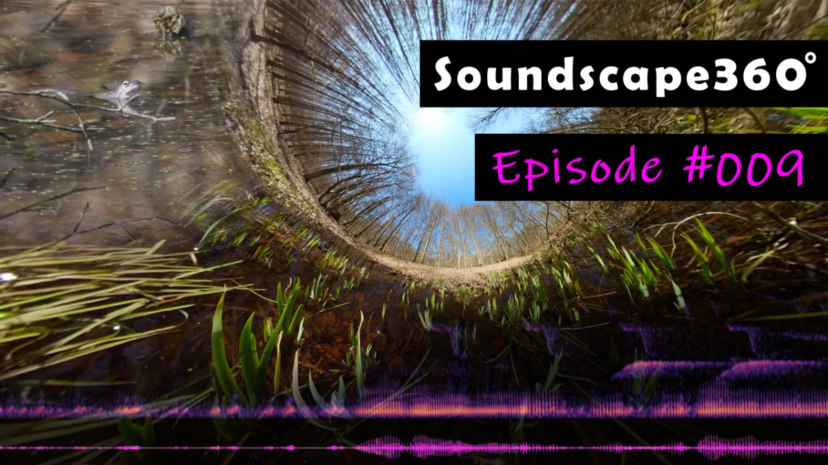 Calling Common Frogs and Moor Frogs at a water pool in&nbsp;spring