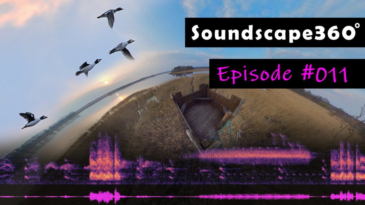 Bioacoustic evening at a small lake with singing warblers and booming&nbsp;bitterns