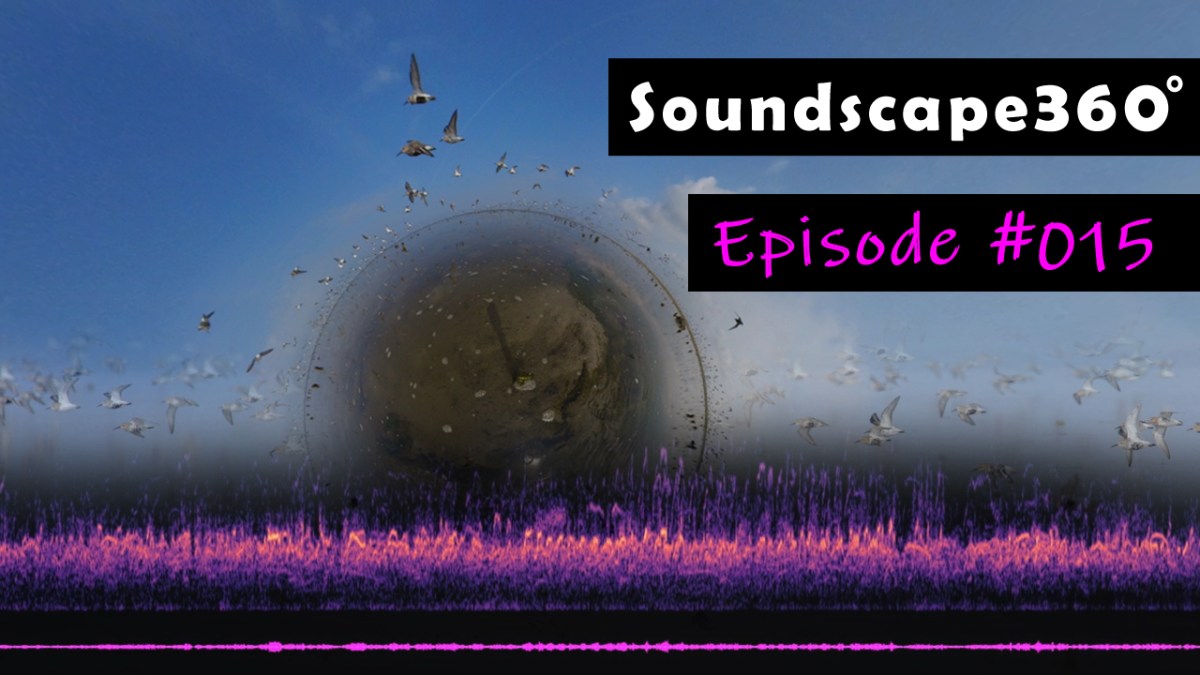 A flood of Dunlins in the Wadden&nbsp;Sea