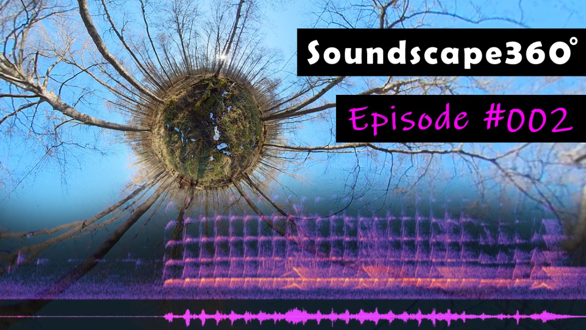 Calling woodpeckers vs. noisy chainsaw in late winter&nbsp;forest